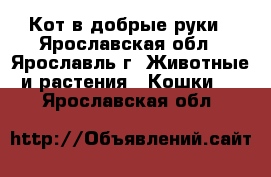 Кот в добрые руки - Ярославская обл., Ярославль г. Животные и растения » Кошки   . Ярославская обл.